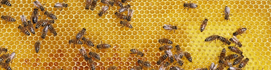 how bees make honey