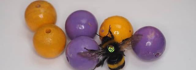 bumble bee playing