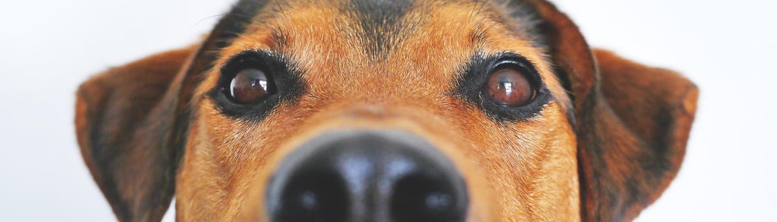 The Problem Dogs Solved That We Couldn't